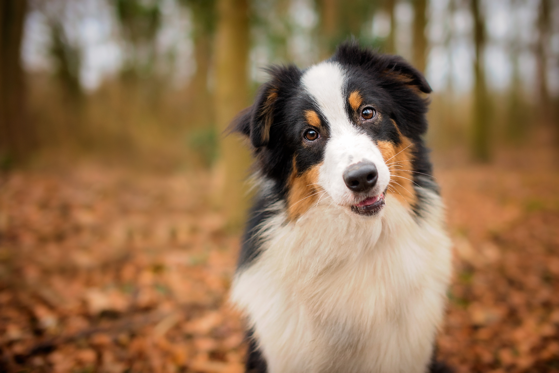 Beautiful border collie sitting on a forest path - professional pet photography